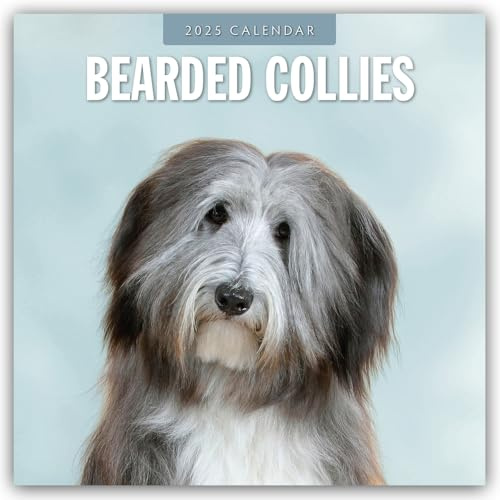 Bearded Collies – Bearded Collie 2025 – 16-Monatskalender: Original Red Robin Publishing Ltd-Kalender [Mehrsprachig] [Kalender] (Wall-Kalender)