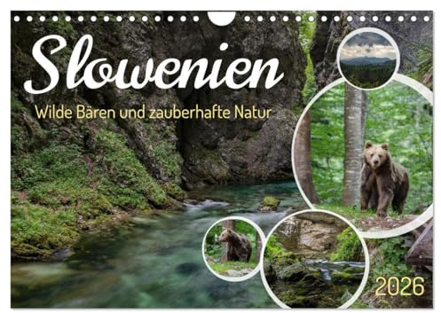 Slowenien - Wilde Bären und zauberhafte Natur (Wandkalender 2026 DIN A4 quer), CALVENDO Monatskalender: Erlebe die majestätischen Bären und bezaubernden Landschaften Sloweniens. (CALVENDO Natur)
