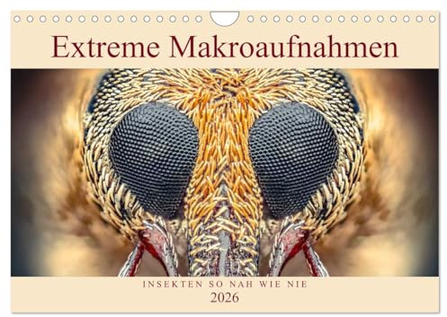 Extreme Makroaufnahmen - Insekten so nah wie nie (Wandkalender 2026 DIN A4 quer), CALVENDO Monatskalender: Erleben Sie Fliegen, Ameisen und andere ... erstaunlicher Vergrößerung! (CALVENDO Tiere)