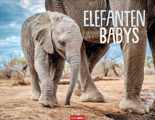 Elefantenbabys Kalender 2027: Tierisch-süße Dickhäuter im Jahres-Wandkalender 2027. Lustige Momentaufnahmen von niedlichen Jung-Elefanten. Ein Tierkinder-Fotokalender im Querformat 44 x 34 cm