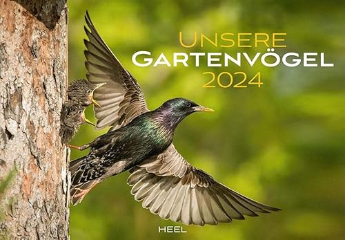 Unsere Gartenvögel Kalender 2024: Farbenprächtige Bilder unserer heimischen Vogelvielfalt. Wandkalender Vögel