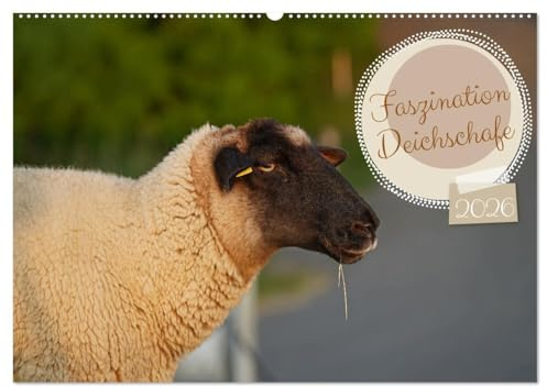 Faszination Deichschafe (Wandkalender 2026 DIN A2 quer), CALVENDO Monatskalender: Tierisch süße Rasenmäher an der Nordseeküste (CALVENDO Tiere)