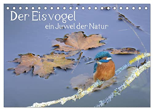 Der Eisvogel, ein Juwel der Natur (Tischkalender 2026 DIN A5 quer), CALVENDO Monatskalender: So einen schönen Vogel in Deutschland zu sehen gibt der ... zu schätzen und zu schützen. (CALVENDO Tiere)