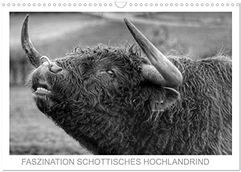 Faszination Schottisches Hochlandrind (Wandkalender 2026 DIN A3 quer), CALVENDO Monatskalender: Sie sind imposant, stolz und gutmütig. Sie trafen mich ... und berührten meine Seele. (CALVENDO Tiere)