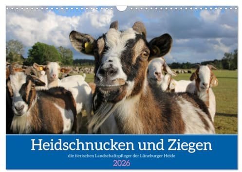 Heidschnucken und Ziegen die tierischen Landschaftspfleger der Lüneburger Heide (Wandkalender 2026 DIN A3 quer), CALVENDO Monatskalender: ... Lüneburger Heide (CALVENDO Natur)