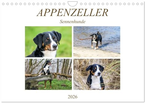 Appenzeller Sennenhunde (Wandkalender 2026 DIN A4 quer), CALVENDO Monatskalender: Familienhunde (CALVENDO Tiere)