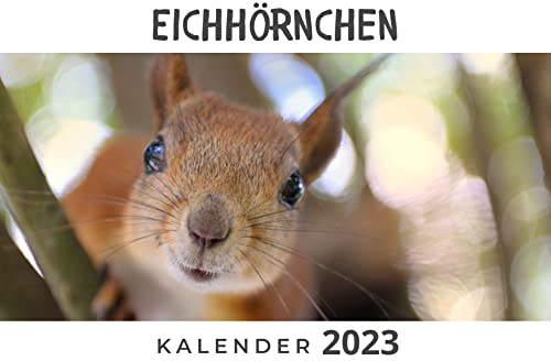 Eichhörnchen: Kalender 2023