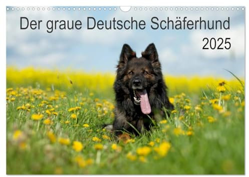 Der graue Deutsche Schäferhund (Wandkalender 2025 DIN A3 quer), CALVENDO Monatskalender: Schäferhunde - ausdrucksstark mit viel Herz (CALVENDO Tiere)
