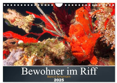 Bewohner im Riff (Wandkalender 2025 DIN A4 quer), CALVENDO Monatskalender