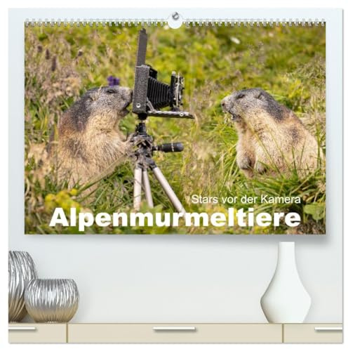 Alpenmurmeltiere - Stars vor der Kamera (hochwertiger Premium Wandkalender 2026 DIN A2 quer), Kunstdruck in Hochglanz: Das Murmeltier, der Tunnelingenieur in den Alpen (CALVENDO Tiere)