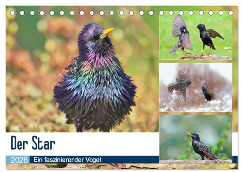 Der Star (Tischkalender 2026 DIN A5 quer), CALVENDO Monatskalender: Der Star ist Vogel des Jahres 2018 und hat viele Talente. (CALVENDO Tiere)