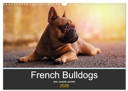 French Bulldog aktiv, verspielt, sportlich (Wandkalender 2026 DIN A3 quer), CALVENDO Monatskalender (CALVENDO Tiere)