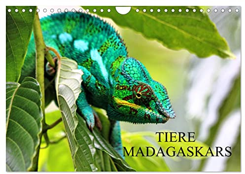 Tiere Madagaskars (Wandkalender 2026 DIN A4 quer), CALVENDO Monatskalender: Säugetiere, Reptilien und Insekten aus Madagaskar (CALVENDO Tiere)