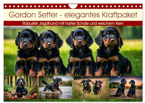 Gordon Setter - elegantes Kraftpaket (Wandkalender 2026 DIN A4 quer), CALVENDO Monatskalender: Robuster Jagdhund mit harter Schale und weichem Kern (CALVENDO Tiere)