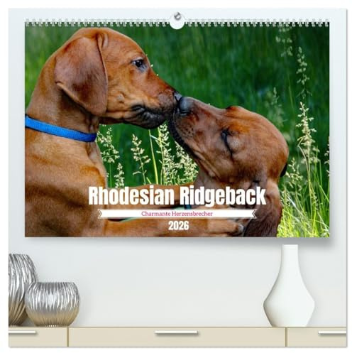 Rhodesian Ridgeback, Charmante Herzensbrecher (hochwertiger Premium Wandkalender 2026 DIN A2 quer), Kunstdruck in Hochglanz: Eine Hunderasse mit Suchtfaktor (CALVENDO Tiere)