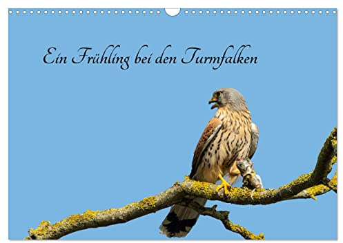 Ein Frühjahr bei den Turmfalken (Wandkalender 2026 DIN A3 quer), CALVENDO Monatskalender: Von Ende März bis Ende Juni beobachtete ich ein Turmfalken-Paar (CALVENDO Tiere)
