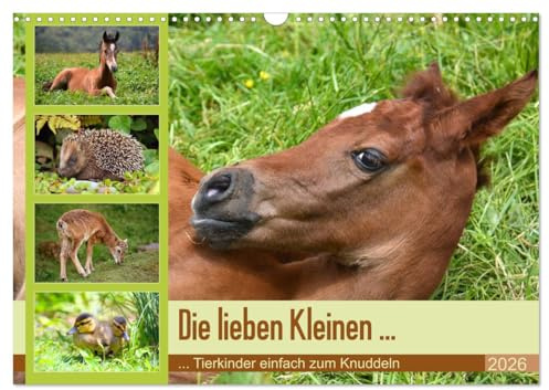 Die lieben Kleinen ... Tierkinder einfach zum Knuddeln (Wandkalender 2026 DIN A3 quer), CALVENDO Monatskalender: Knuddelige Tierkinder - wunderschöne Fotos vom Nachwuchs (CALVENDO Tiere)