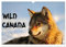 Wild Canada (Wandkalender 2025 DIN A3 quer), CALVENDO Monatskalender