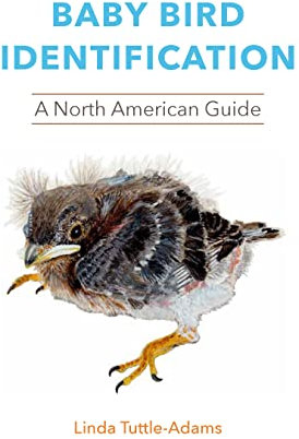 Baby Bird Identification: A North American Guide