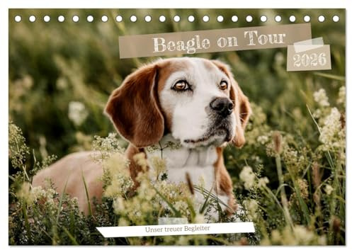 Beagle - Unser treuer Begleiter (Tischkalender 2026 DIN A5 quer), CALVENDO Monatskalender: 13 süße & ausdrucksstarke Beaglebilder (CALVENDO Tiere)