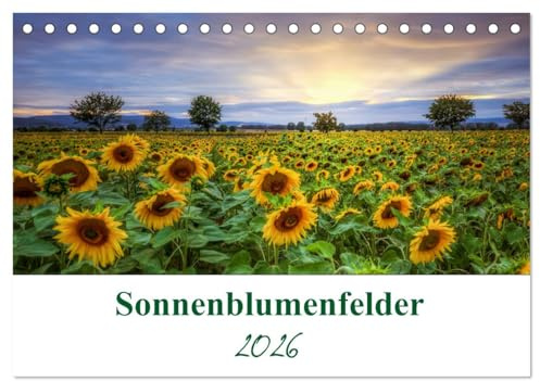 Sonnenblumenfelder (Tischkalender 2026 DIN A5 quer), CALVENDO Monatskalender: Sonnenblumen sind Blumen, die das Leuchten der Sonne zeigen. (CALVENDO Natur)