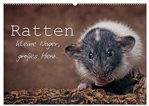 Ratten. Kleine Nager, großes Herz. (Wandkalender 2026 DIN A2 quer), CALVENDO Monatskalender: Beeindruckende Aufnahmen der intelligenten und ... Sie durch das ganze Jahr. (CALVENDO Tiere)