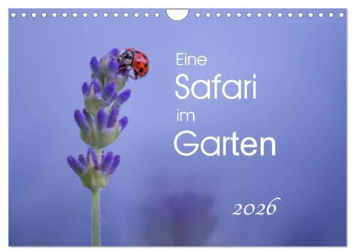 Eine Safari im Garten (Wandkalender 2026 DIN A4 quer), CALVENDO Monatskalender: Schmetterlinge, Raupen & Co., direkt vor der Haustür (CALVENDO Tiere)