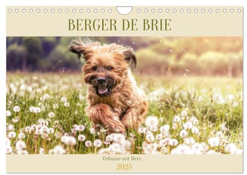 Berger de Brie - Fellnase mit Herz (Wandkalender 2025 DIN A4 quer), CALVENDO Monatskalender
