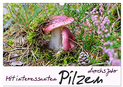 Mit interessanten Pilzen durchs Jahr (Wandkalender 2026 DIN A3 quer), CALVENDO Monatskalender: Viele bekannte und auch seltene Waldpilze in schönen Fotografien. (CALVENDO Natur)