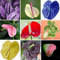 Anthurium Planta 100 semillas Año de interior Planta de purificación de aire para el hogar o la oficina colores mezclados