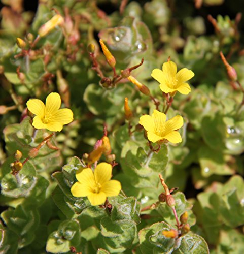 2er-Set - winterhart - Hypericum elodes - Sumpf-Johanniskraut - Sumpf-Hartheu, gelb - Wasserpflanzen Wolff
