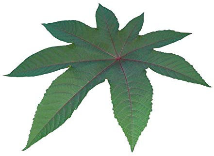 Ricinus Wunderbaum (Palma Christi) 10 Samen ***4-6 Meter im ersten Jahr***
