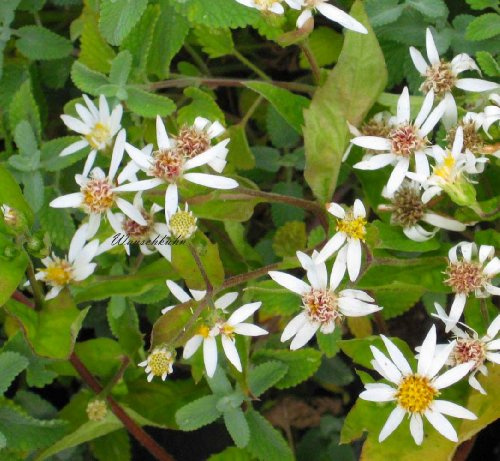 Staudenkulturen Wauschkuhn Aster divaricatus 'Tradescant' - Aster - Staude im 9cm Topf