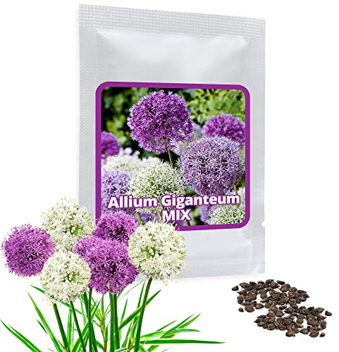 Magic of Nature Riesen Zierlauch - 60 Samen je Pack - Riesenlauch - Winterharte Zierpflanze für Deinen Garten - Violette und weiße Blütenfarbe gemischt - Allium giganteum - mehrjährig