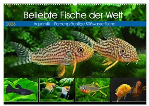 Beliebte Fische der Welt (Wandkalender 2026 DIN A2 quer), CALVENDO Monatskalender: Aquaristik - Farbenprächtige Süßwasserfische (CALVENDO Hobbys)