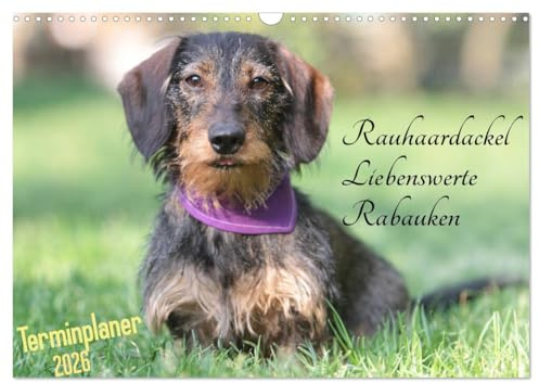 Familienplaner - Liebenswerte Rabauken - Rauhaardackel (Wandkalender 2026 DIN A3 quer), CALVENDO Monatskalender: Niemand kann ihnen wirklich böse sein ... Lachen diese Rauhaardackel. (CALVENDO Tiere)