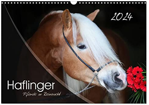 Haflinger-Pferde in Reinzucht (Wandkalender 2024 DIN A3 quer), CALVENDO Monatskalender: Pferde aus purem Gold... (CALVENDO Tiere)