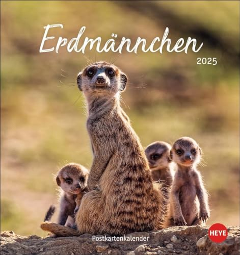 Erdmännchen Postkartenkalender 2025: Jeden Monat eine süße Postkarte. Fotokalender für Tierfreunde. Kleiner Tischkalender zum Aufstellen und Aufhängen im Postkartenformat. (Postkartenkalender Heye)