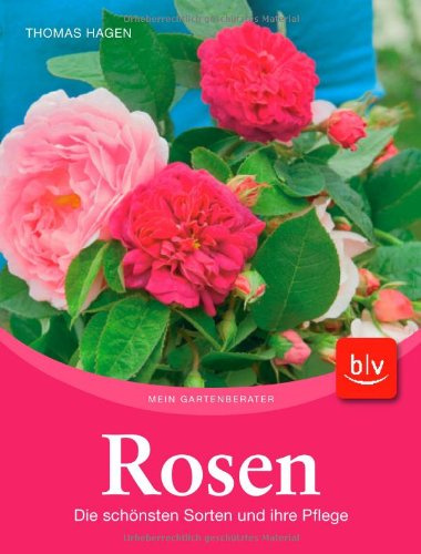 Rosen: Die schönsten Sorten und ihre Pflege