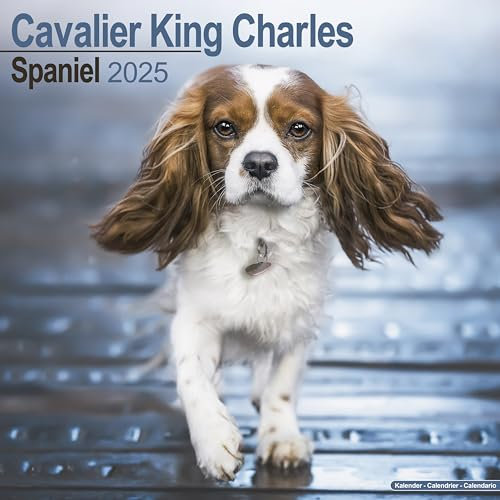 Cavalier King Charles Spaniel 2025 – 16-Monatskalender: Original Avonside-Kalender [Mehrsprachig] [Kalender] (Wall-Kalender)