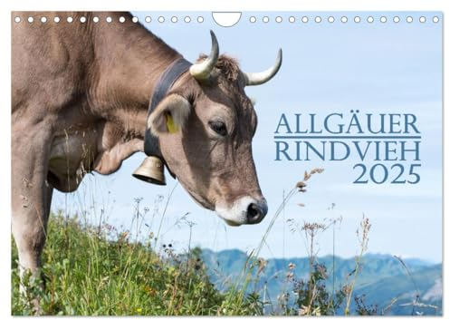 Allgäuer Rindvieh 2025 (Wandkalender 2025 DIN A4 quer), CALVENDO Monatskalender: Ein Kalender für alle Allgäu- und Kuhliebhaber. (CALVENDO Tiere)