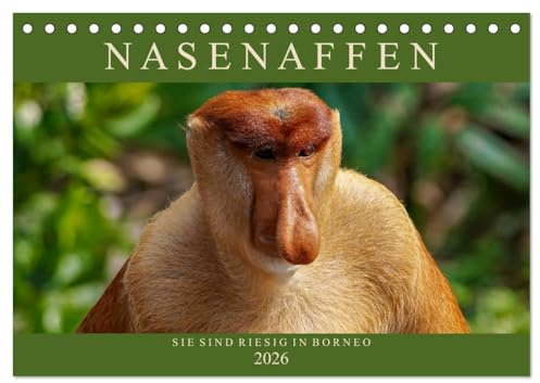 Nasenaffen von Borneo (Tischkalender 2026 DIN A5 quer), CALVENDO Monatskalender: Das aufregende Leben der Nasenaffen in Borneo (CALVENDO Tiere)