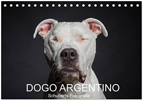 DOGO ARGENTINO (Tischkalender 2026 DIN A5 quer), CALVENDO Monatskalender: Eine Hunderasse zum verlieben (CALVENDO Tiere)