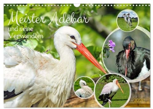 Meister Adebar und seine Verwandten (Wandkalender 2026 DIN A3 quer), CALVENDO Monatskalender: Unterschiedliche Störche im Portrait (CALVENDO Tiere)