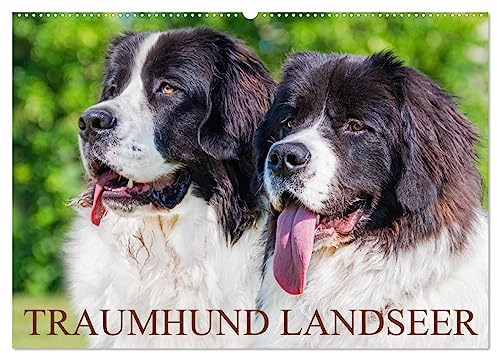 Traumhund Landseer (Wandkalender 2026 DIN A2 quer), CALVENDO Monatskalender: Landseer - diese faszinierenden Hunde präsentiert die Tierfotografin ... in 13 bezaubernden Bildern. (CALVENDO Tiere)