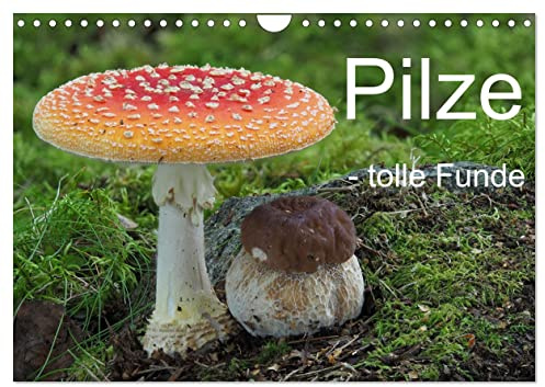 Pilze - tolle Funde (Wandkalender 2026 DIN A4 quer), CALVENDO Monatskalender: Ein Kaleidoskop außergewöhnlicher Pilzfunde. (CALVENDO Natur)