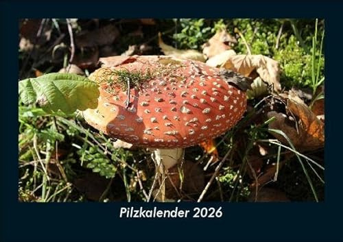 Pilzkalender 2026 Fotokalender DIN A5: Monatskalender mit Bild-Motiven aus Fauna und Flora, Natur, Blumen und Pflanzen
