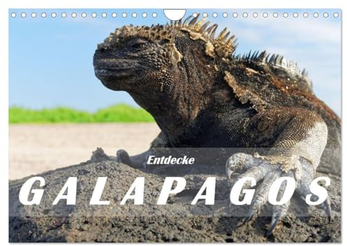 Entdecke Galapagos (Wandkalender 2026 DIN A4 quer), CALVENDO Monatskalender: Die Einzigartigkeit von Galapagos besteht in der Natur: Wilde ... eine eindrückliche Tierwelt. (CALVENDO Orte)