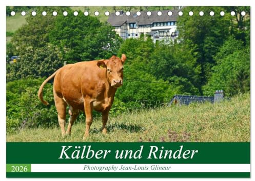 Kälber und Rinder (Tischkalender 2026 DIN A5 quer), CALVENDO Monatskalender: Kühe, Kälber, Rinder - klasse Tiere (CALVENDO Tiere)