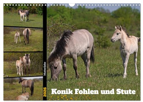 Mutterliebe - Konik Fohlen und Stute (Wandkalender 2026 DIN A3 quer), CALVENDO Monatskalender: Ausgewählte Fotos junger Konik Fohlen mit ihrer Mutter (CALVENDO Tiere)